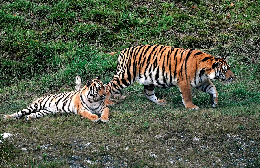 COP15 – Le tigre n’a plus sa place en Chine du sud - Le Vent de la Chine