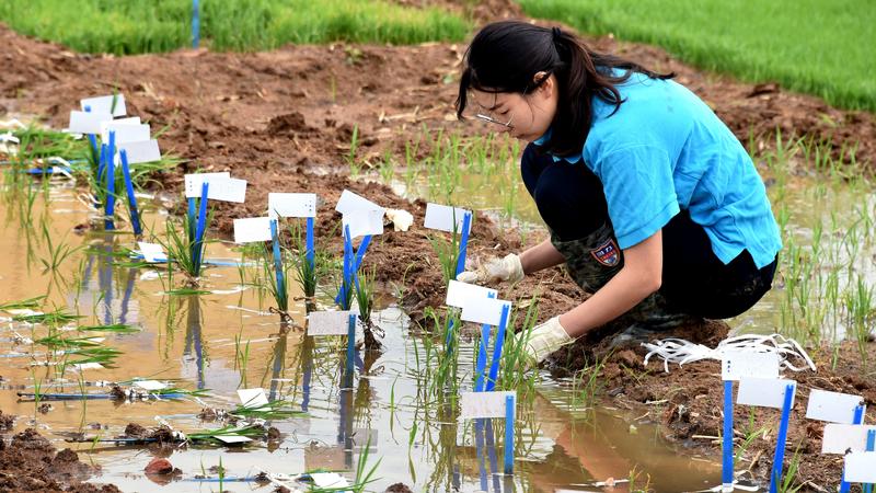 riz-eau-de-mer-shandong-qingdao