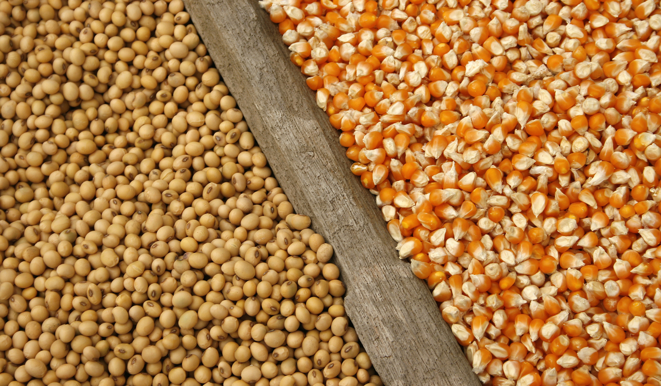 soybeans and corn seeds