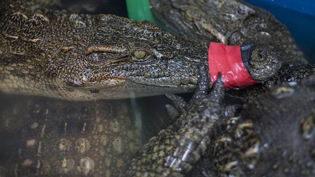 « BRI, vieillissement, fécondité, crocodile »