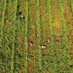 Un champ d'agriculture