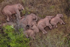 15 éléphants, 266 millions de colis, 120 m² et 5 musées…