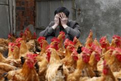 Une épidémie de plus au départ de la Chine, la grippe aviaire H10N3 
