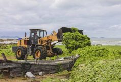 240 000 tonnes d’algues vertes, 10 000 « petits géants », 600 millions de bouteilles de vin…