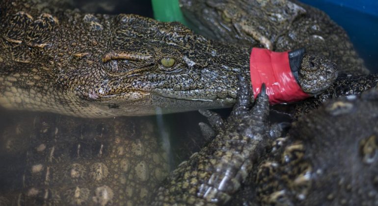 « BRI, vieillissement, fécondité, crocodile »