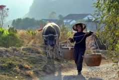 Guandu (Yunnan) – L’argent perdu de la jeune Xu (1ère partie)