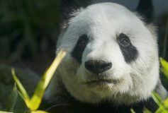 « Energie renouvelable, un long fleuve tranquille, panda géant »