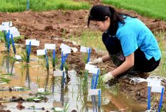 La sécurité alimentaire en haut de l’agenda politique chinois