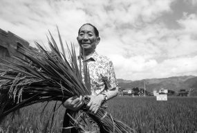 Yuan Longping, « père du riz hybride », décède à l’âge de 91 ans