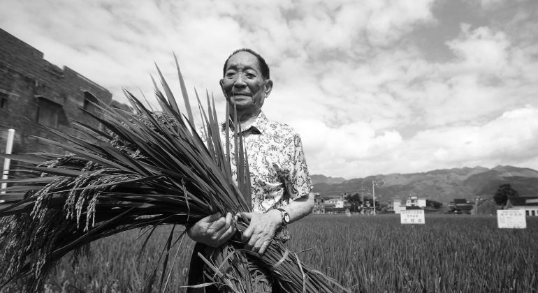 Yuan Longping, « père du riz hybride », décède à l’âge de 91 ans