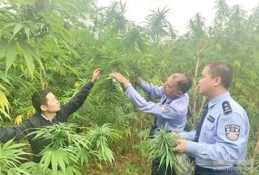 Le cannabis est d’origine chinoise !